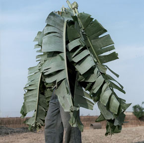 fiftyfiveuploads - Jackie Nickerson - Terrain